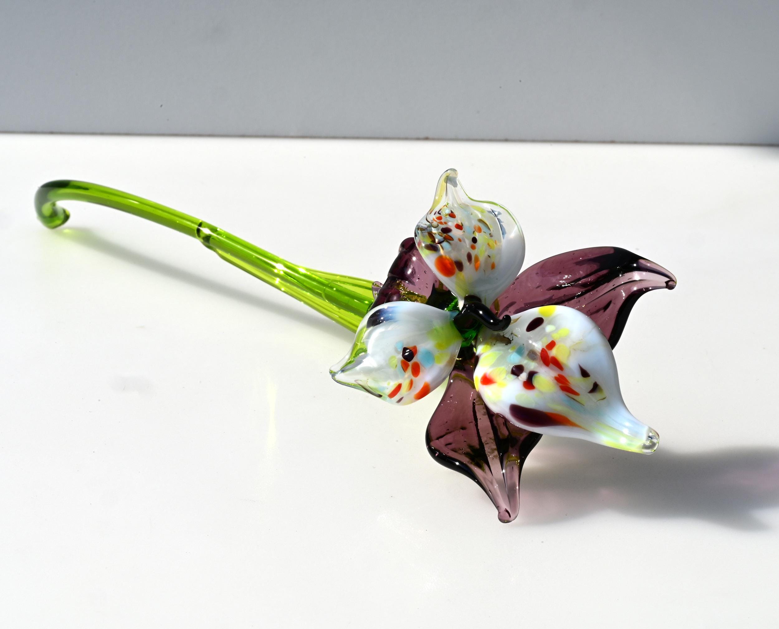 "Eclipse" Orchid Blooms