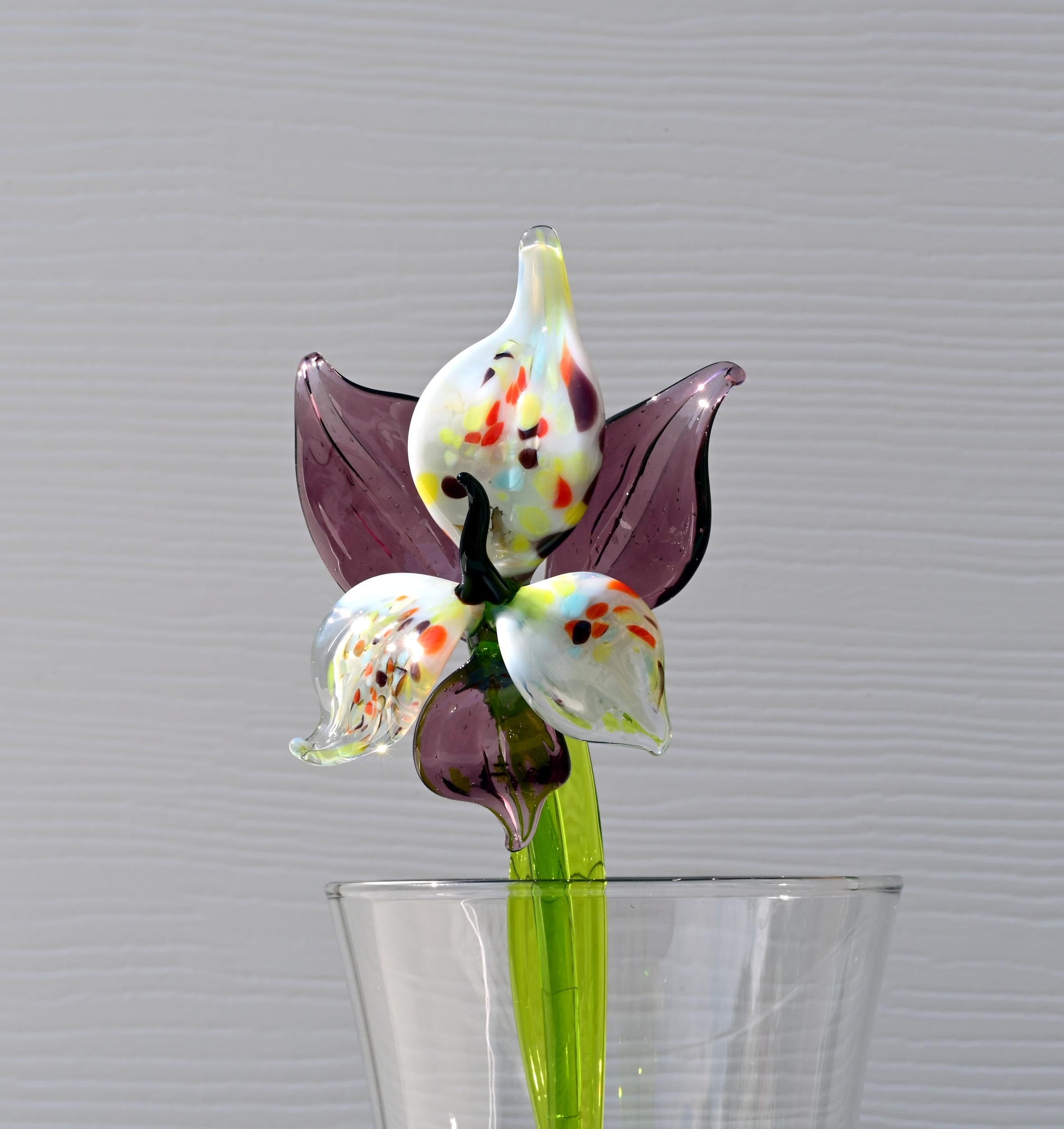 "Eclipse" Orchid Blooms