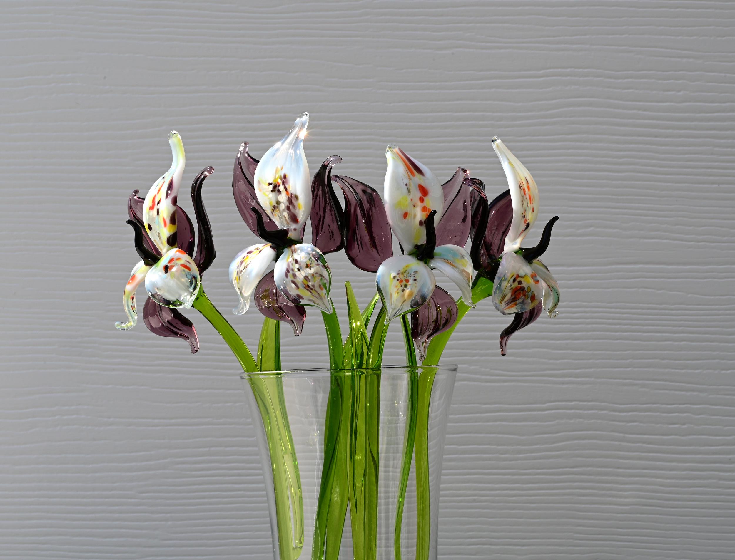 "Eclipse" Orchid Blooms