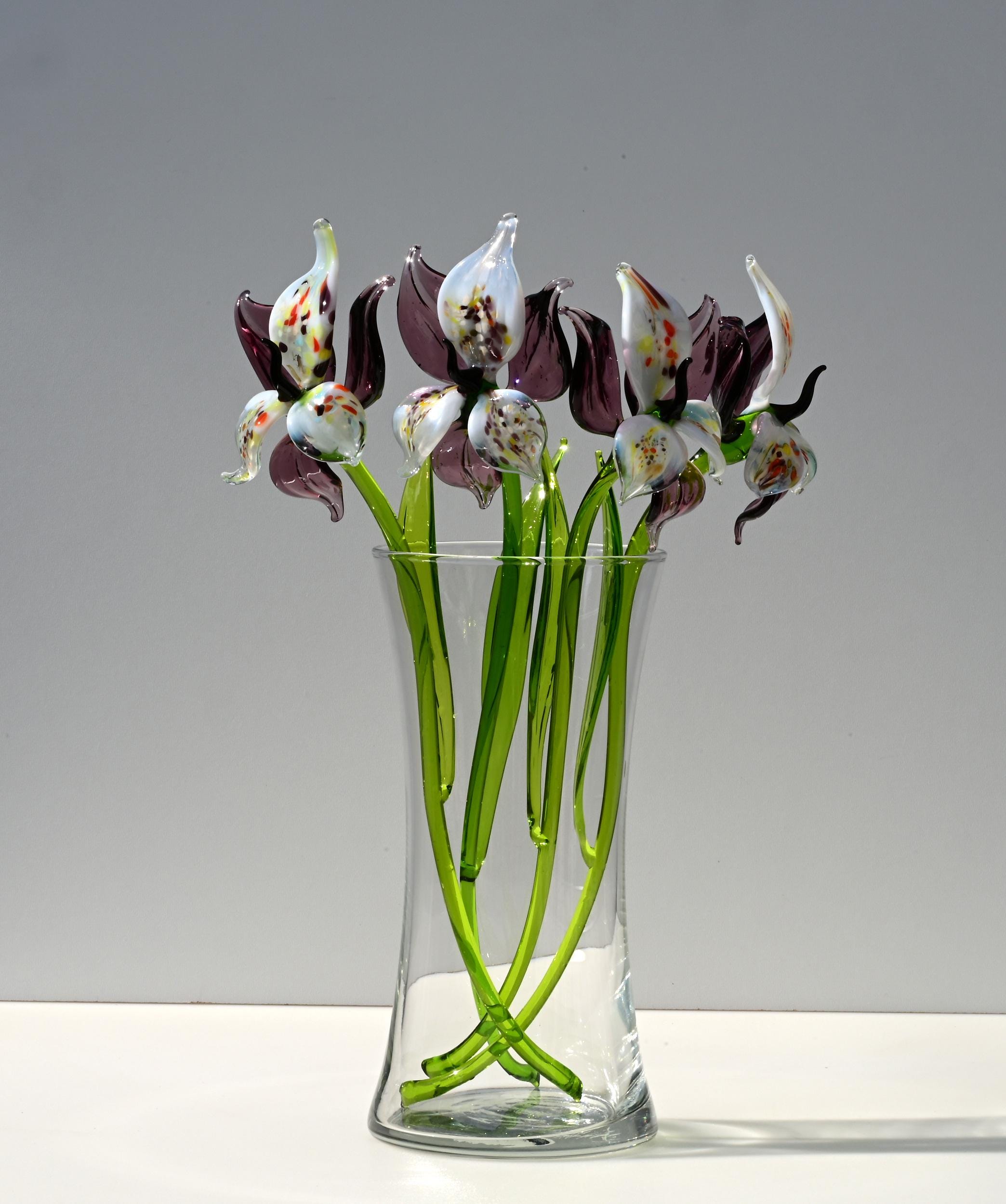 "Eclipse" Orchid Blooms