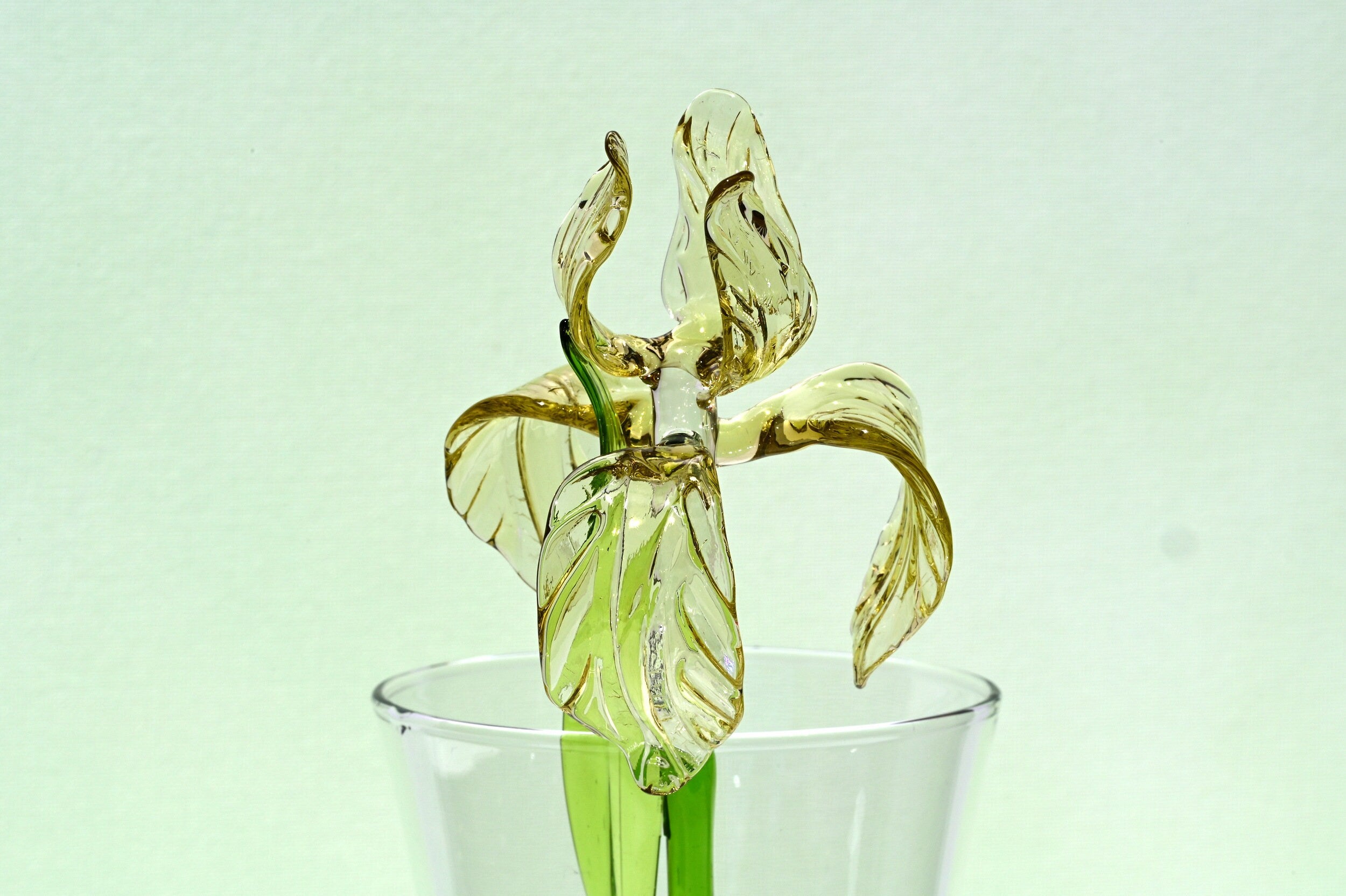 "Goldilocks" Gold & Transparent Iris