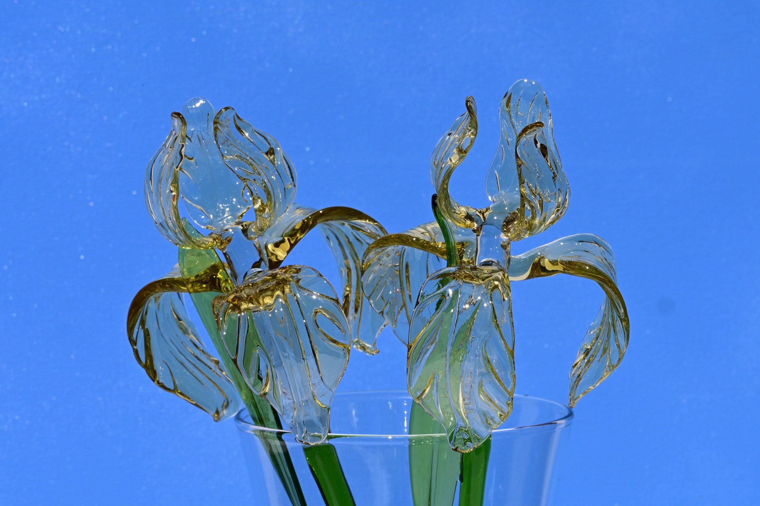 "Goldilocks" Gold & Transparent Iris
