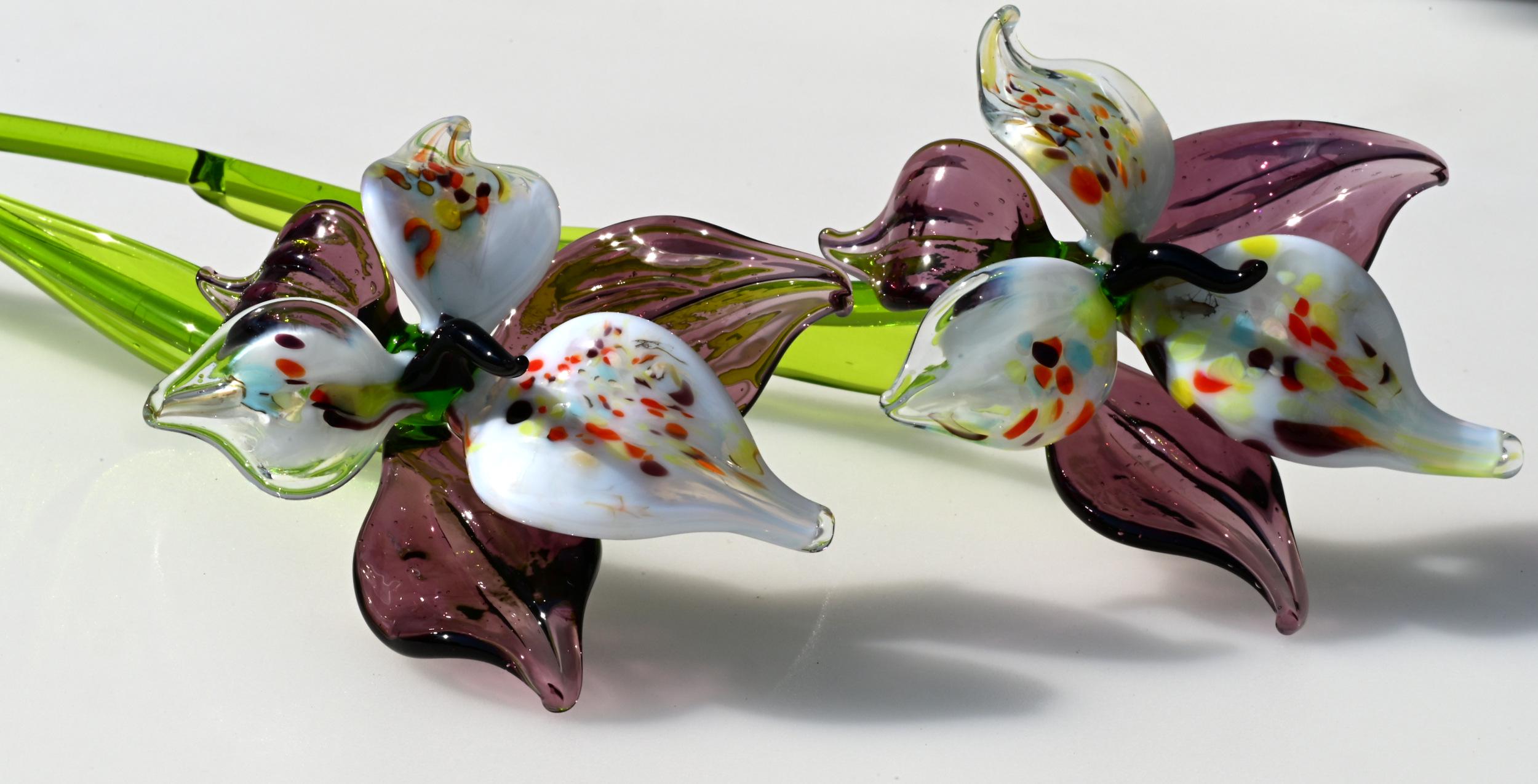 "Eclipse" Orchid Blooms