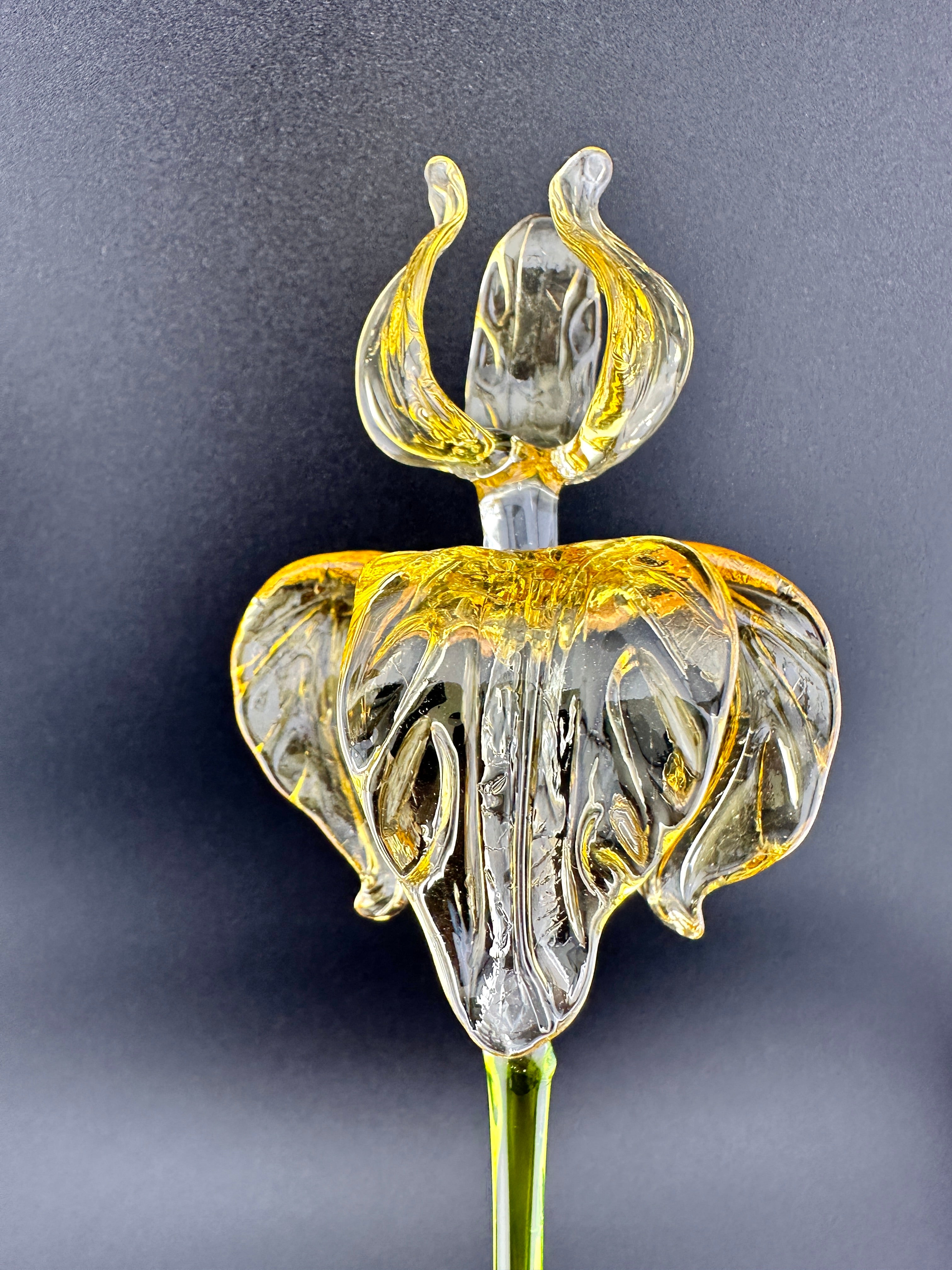 "Goldilocks" Gold & Transparent Iris