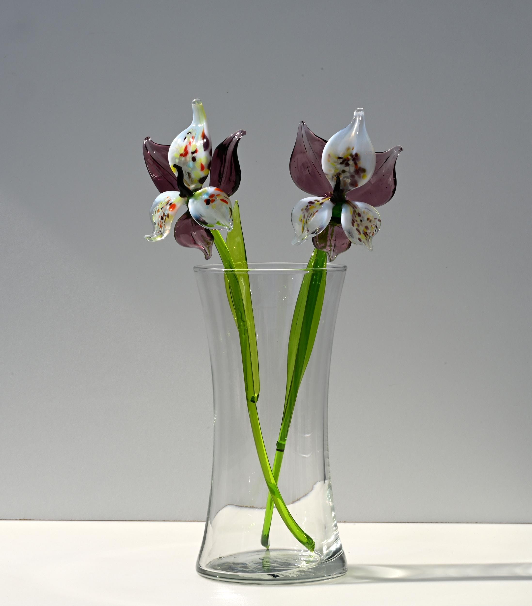 "Eclipse" Orchid Blooms